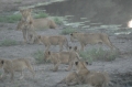 Many cubs